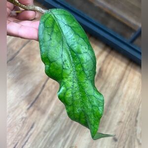 Hoya Golden Eye, rooted